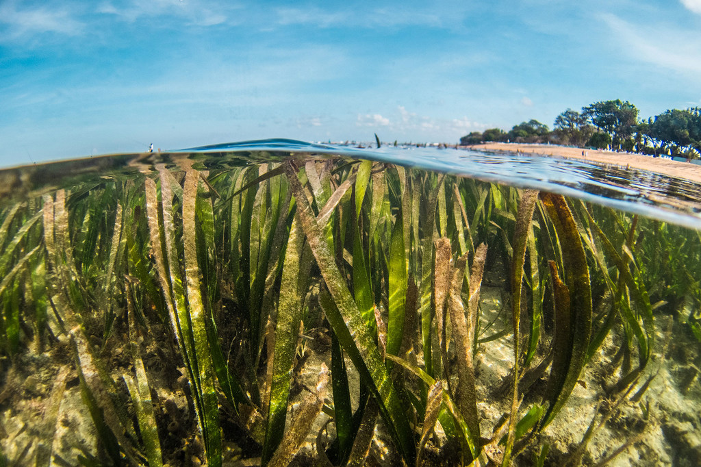 Las praderas submarinas son una de las plantas más importantes del océano.