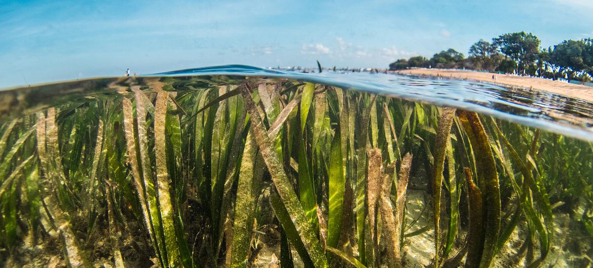 As ervas marinhas são uma das plantas mais importantes do oceano