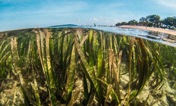 Ervas marinham armazenam até 18% do carbono oceânico do mundo