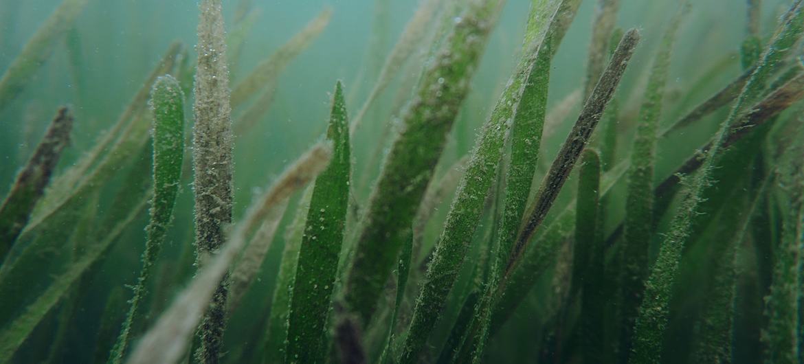 Les herbiers marins, qui ont évolué il y a plus de 70 millions d'années à partir d'herbes terrestres, sont l'un des écosystèmes marins les plus diversifiés et les plus précieux de la planète.