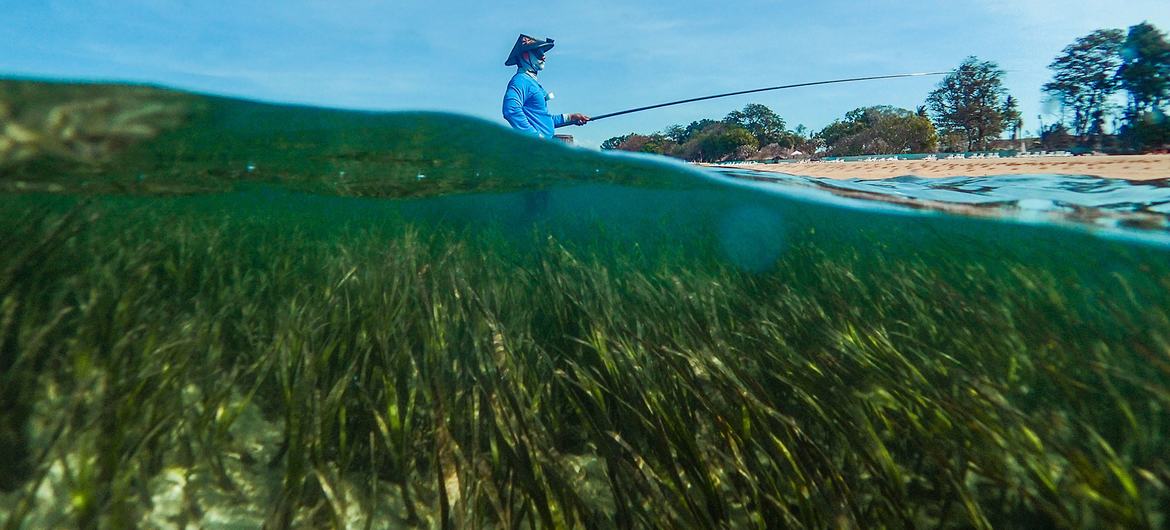 Las praderas marinas, extensiones de brotes verdes y flores parecidas a la hierba,  son una solución enormemente eficaz del cambio climático basada en la naturaleza.