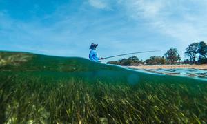 Seagrass meadows - expanses of green, grass-like shoots and flowers - are a hugely effective nature-based solution to climate change.