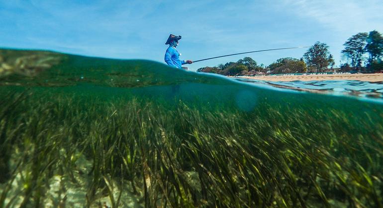 Os prados de ervas marinhas são uma solução extremamente eficaz baseada na natureza para as mudanças climáticas