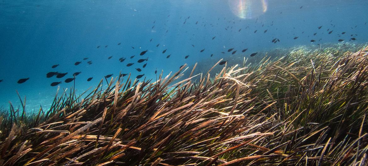 Os prados de ervas marinhos estão entre os ecossistemas mais ricos, dado o fato de que milhares de espécies vivem, alimentam e se reproduzem nelas