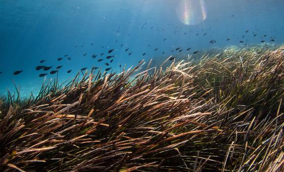 Cinq façons dont les herbiers marins stimulent la biodiversité
