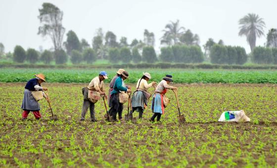 80% dos trabalhadores rurais da América Latina ainda estão na informalidade
