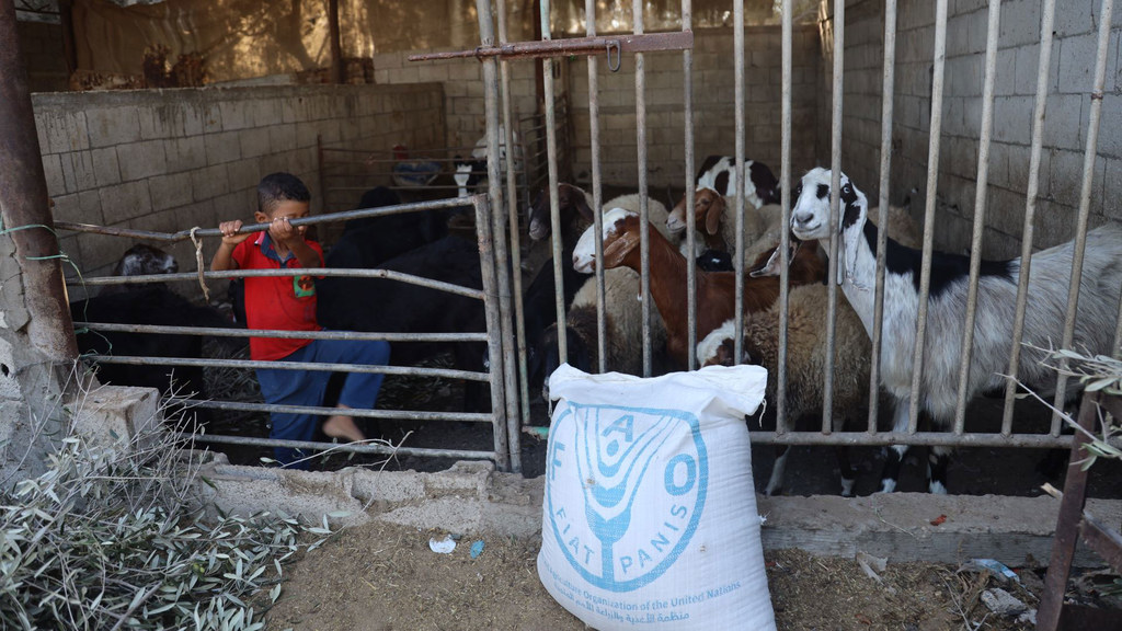 La FAO a apporté son soutien à de nombreuses familles d'éleveurs de Gaza qui ont subi de lourdes pertes dans le conflit actuel.