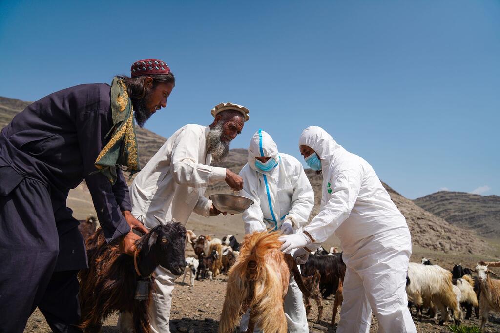 ФАО оказывает поддержку сельскохозяйственному производству в Афганистане.