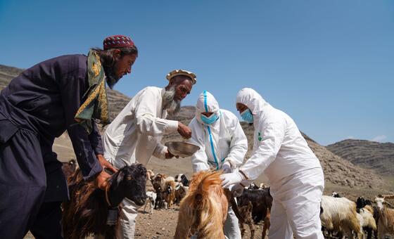 ФАО оказывает поддержку сельскохозяйственному производству в Афганистане.