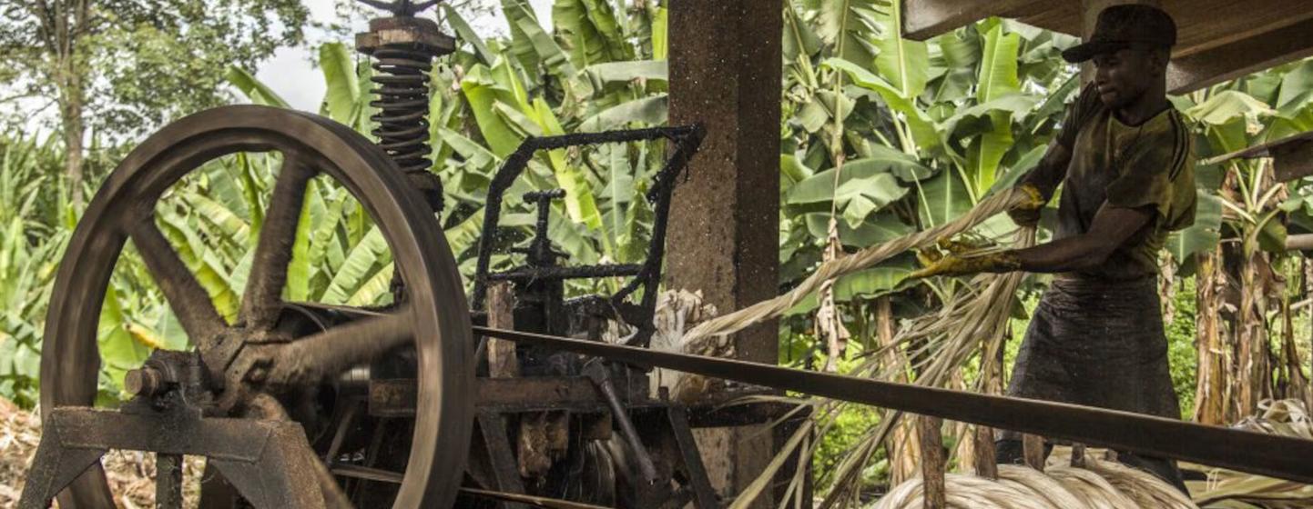 En Ecuador, un trabajador introduce fibra de abacá en una máquina trituradora antes de secarla y empaquetarla para exportarla a todo el mundo. 