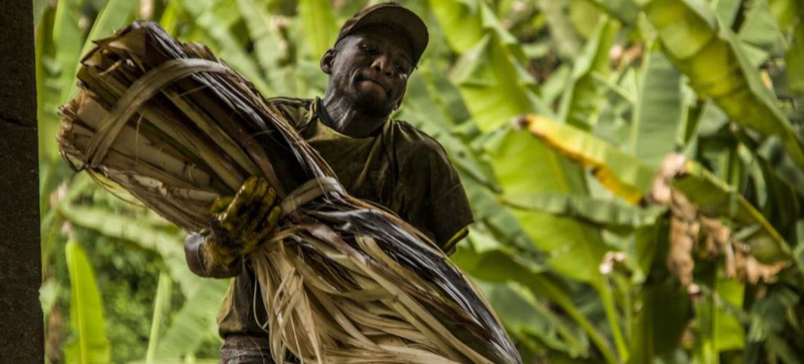 Un trabajador en una plantación en Ecuador.