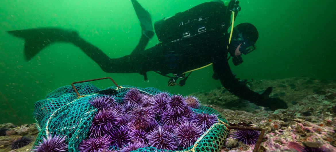 Stirring the deterioration of the health of the oceans. Can the ‘good conference’ change the flow flow?
– eSHOP24X7 Stirring the deterioration of the health of the oceans. Can the ‘good conference’ change the flow flow?
– eSHOP24X7