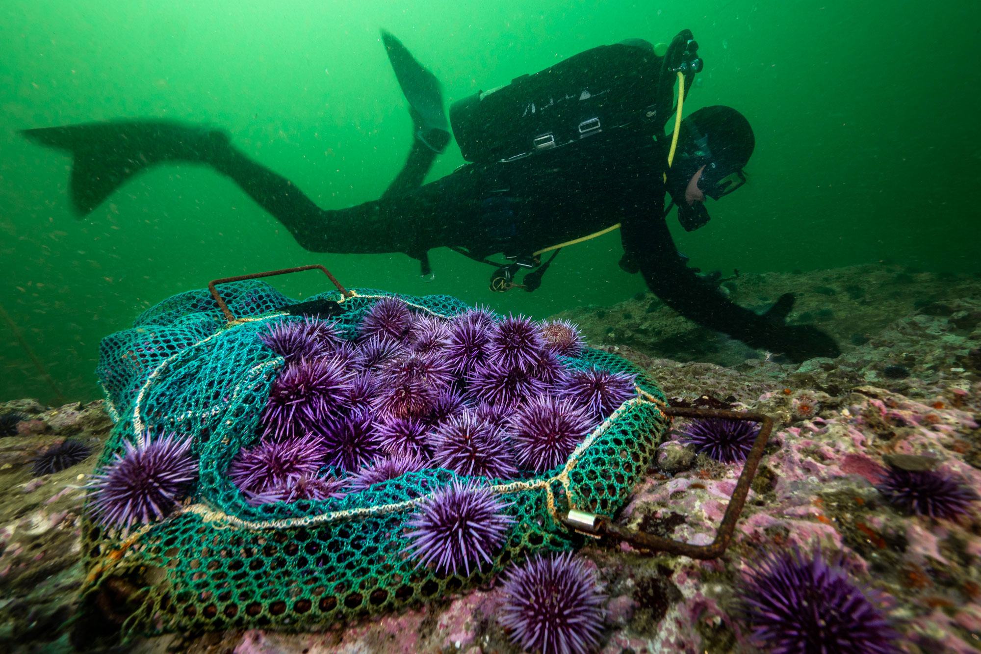 An estimated 60 per cent of the world's marine ecosystems have been degraded or are being used unsustainably. An estimated 60 per cent of the world's marine ecosystems have been degraded or are being used unsustainably.
