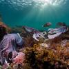 Over 50 per cent of marine species face the threat of extinction by 2100.