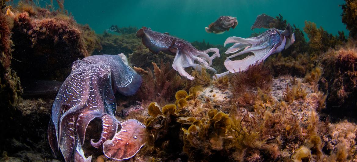 Over 50 per cent of marine species face the threat of extinction by 2100. Over 50 per cent of marine species face the threat of extinction by 2100.