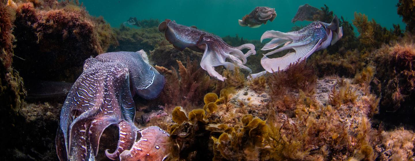 Over 50 per cent of marine species face the threat of extinction by 2100.