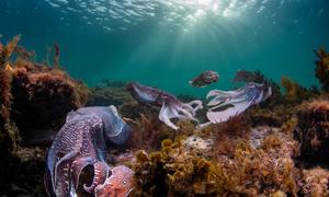  Más del 50% de las especies marinas corren peligro de extinción de aquí a 2100.