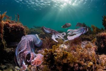 Plus de 50 % des espèces marines sont menacées d’extinction d’ici 2100.