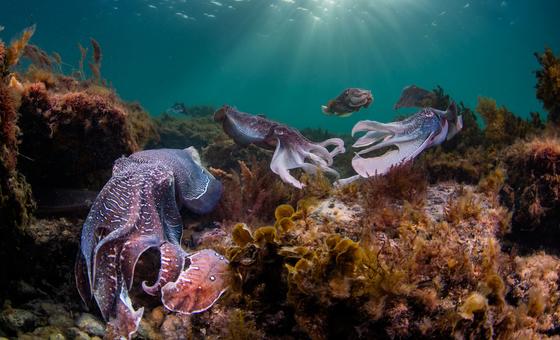 Over 50 per cent of marine species face the threat of extinction by 2100. Over 50 per cent of marine species face the threat of extinction by 2100.