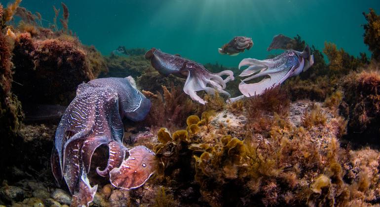 Plus de 50 % des espèces marines sont menacées d’extinction d’ici 2100.