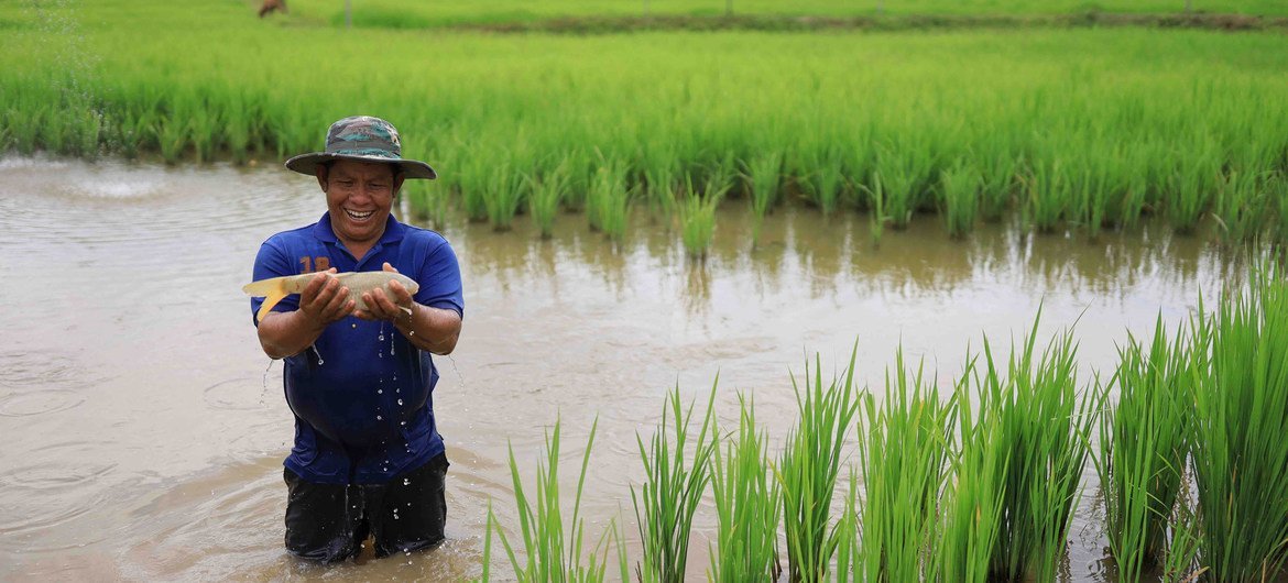 लाओ में किसान, धान के साथ-साथ मछली पालन की प्राचीन पद्धति पर लौट रहे हैं.