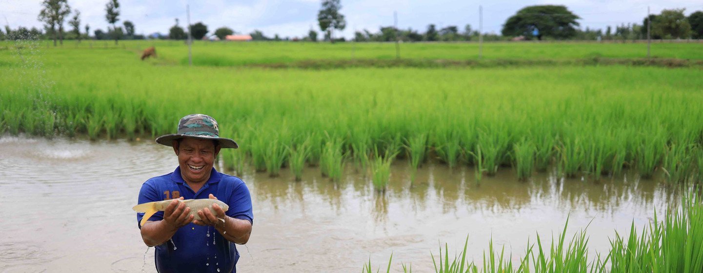 Farmers in Lao  are going back to an ancient, time-tested practice of cultivating fish alongside rice.