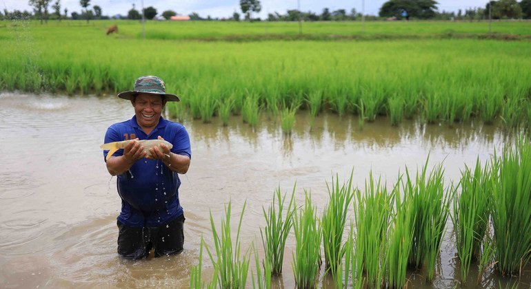 From the Field: Lao farmers serve up fish with rice