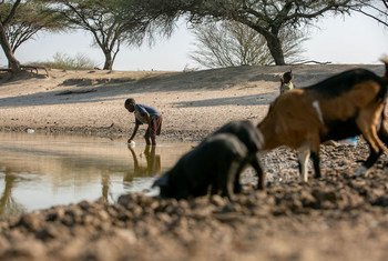 Décadas de secas cíclicas no sul de Angola provocam ondas migratórias de pessoas e rebanhos