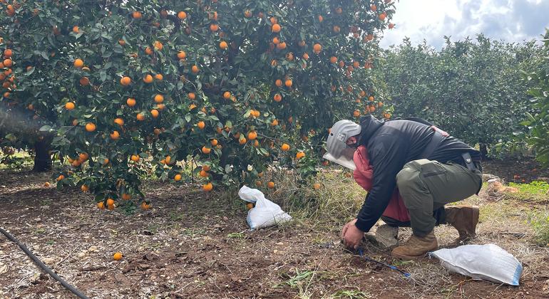Landmine casualties hit four-year high as treaty setbacks deepen