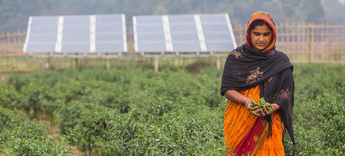 A vegetable farmer in Nepal irrigates her crops using solar powered pumps.