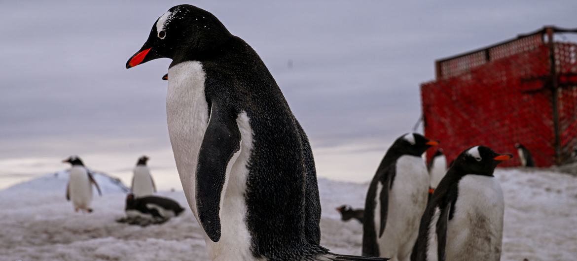 El OIEA investiga la presencia de microplásticos en la Antártida.