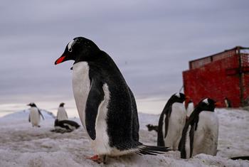 A Aiea está pesquisando a presença de microplásticos na remota região da Antártida