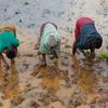 Mujeres plantan arroz en una zona del este de Madagascar devastada por dos ciclones consecutivos a principios de 2022.