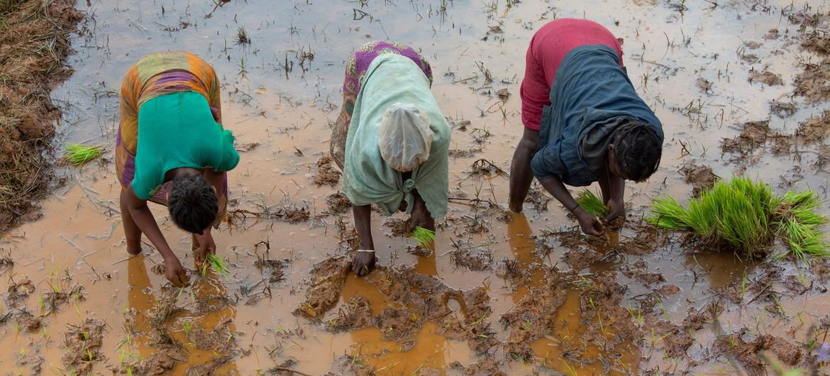 Mujeres plantan arroz en una zona del este de Madagascar devastada por dos ciclones consecutivos a principios de 2022.