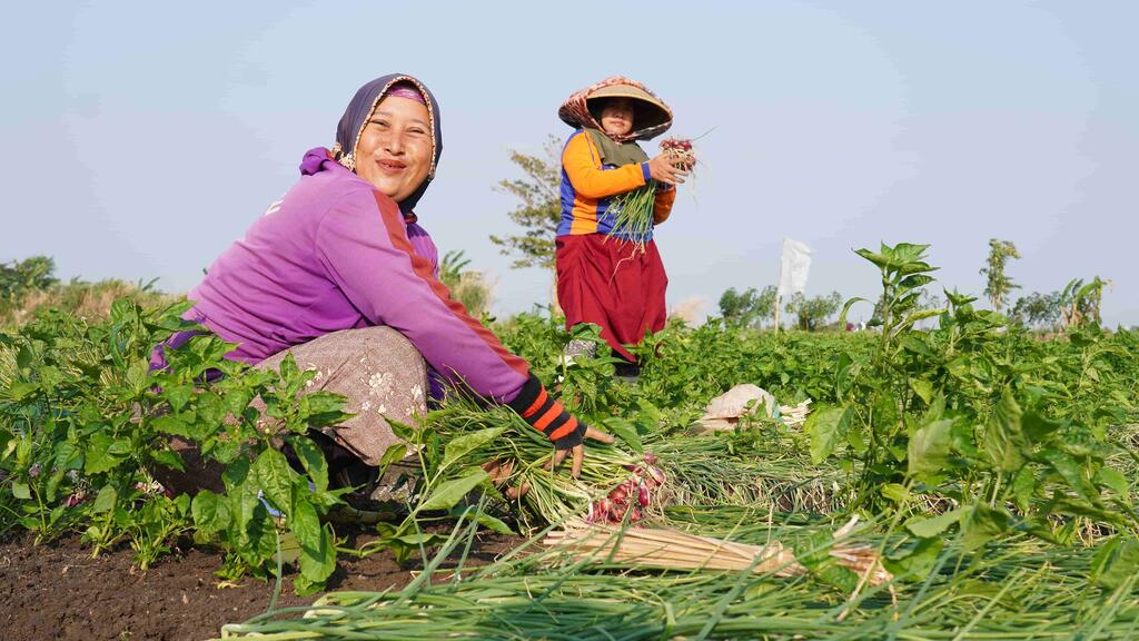 Farmers in Brebes, Indonesia, harvest shallot.