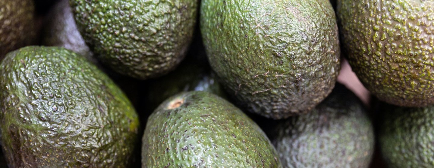 Some 300,000 farmers cultivate avocadoes in the Sidama and SNNPR regions of Ethiopia.