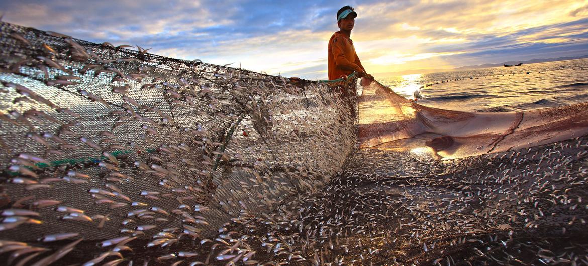 В 2022 году мировое производство рыбного хозяйства и аквакультуры достигло нового максимума в 223,2 млн тонн.