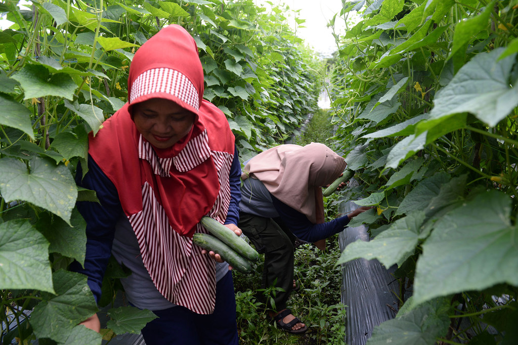 Deux femmes récoltent des concombres dans une ferme maraîchère en Indonésie.