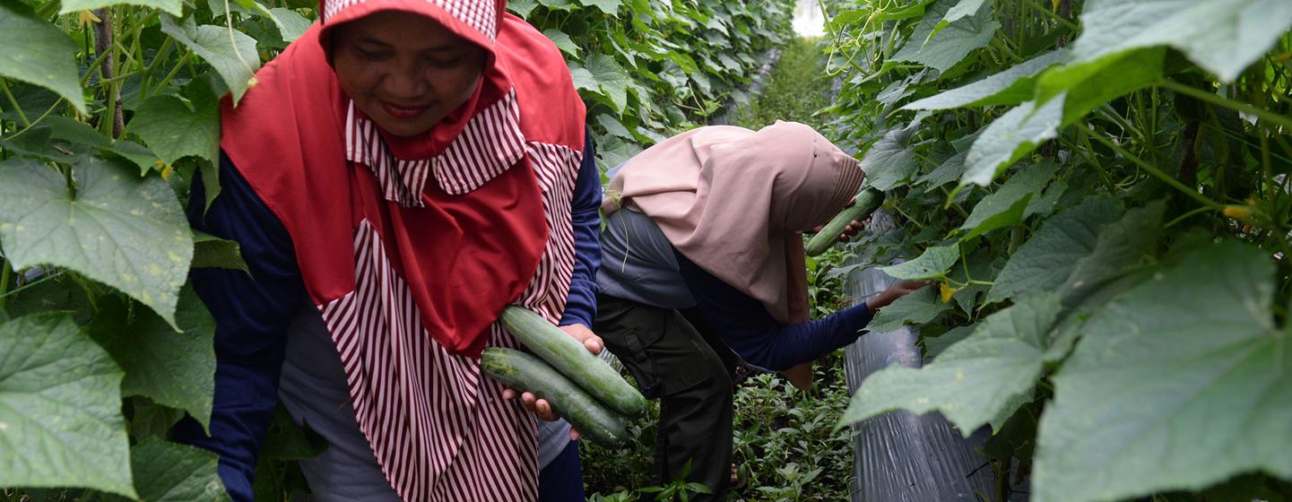 Cucumbers are harvested in Limbung on the island of Borneo in Indonesia. 
