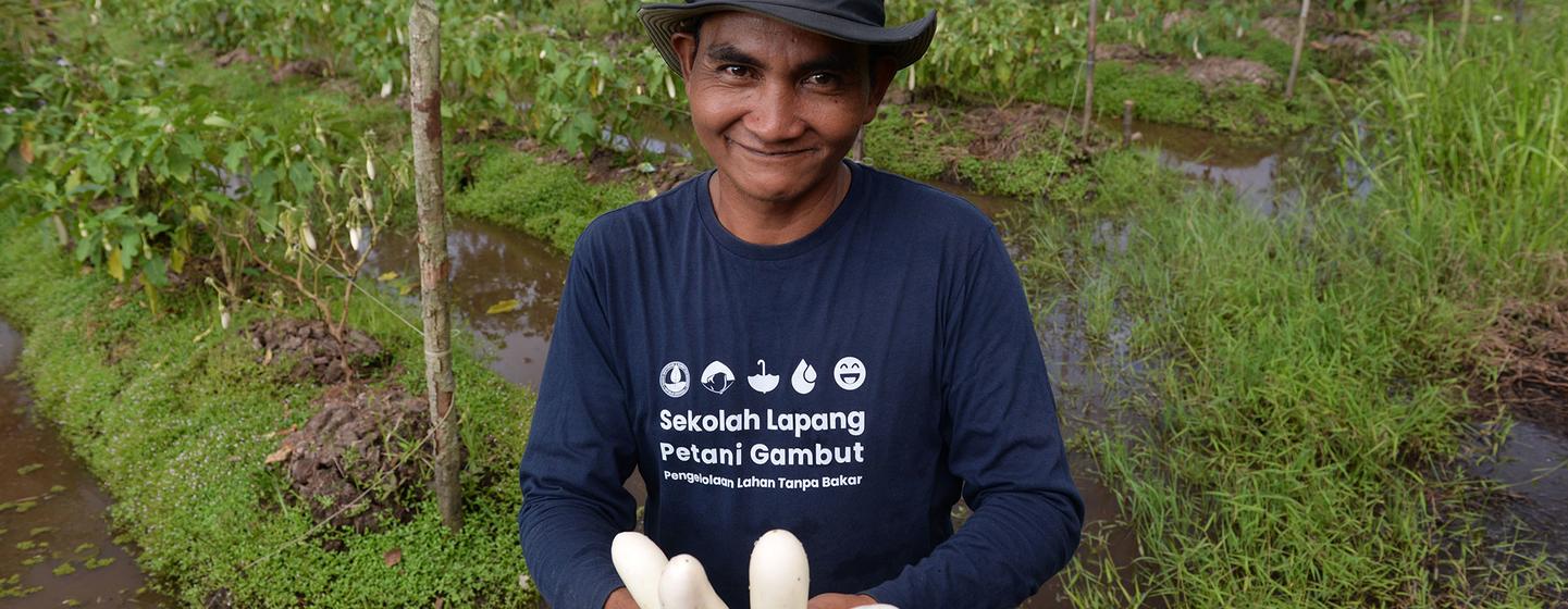 Patlıcan, Batı Kalimantan'daki Jongkat'taki turba çiftçileri için bir incelik ve nakit mahsulüdür.