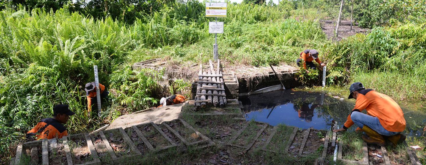 Canal blockers help to retain water in peatland areas during the dry season, keeping the land moist. 