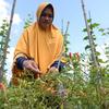 A farmer tends her crops on a peatland area in coastal West Kalimantan. 
