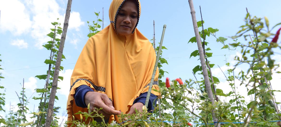 Uma agricultora cuida das suas colheitas numa área de turfa na costa de Kalimantan Ocidental