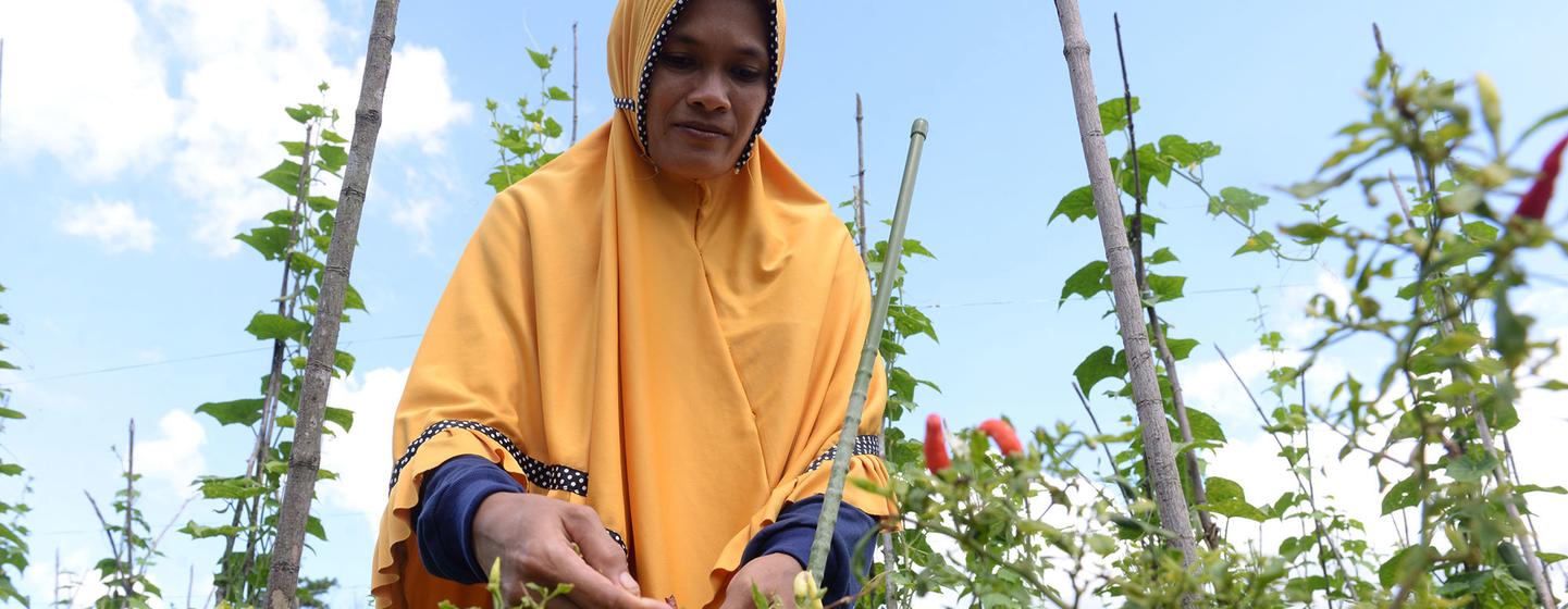 A farmer tends her crops on a peatland area in coastal West Kalimantan. 