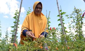 A farmer tends her crops on a peatland area in coastal West Kalimantan. 