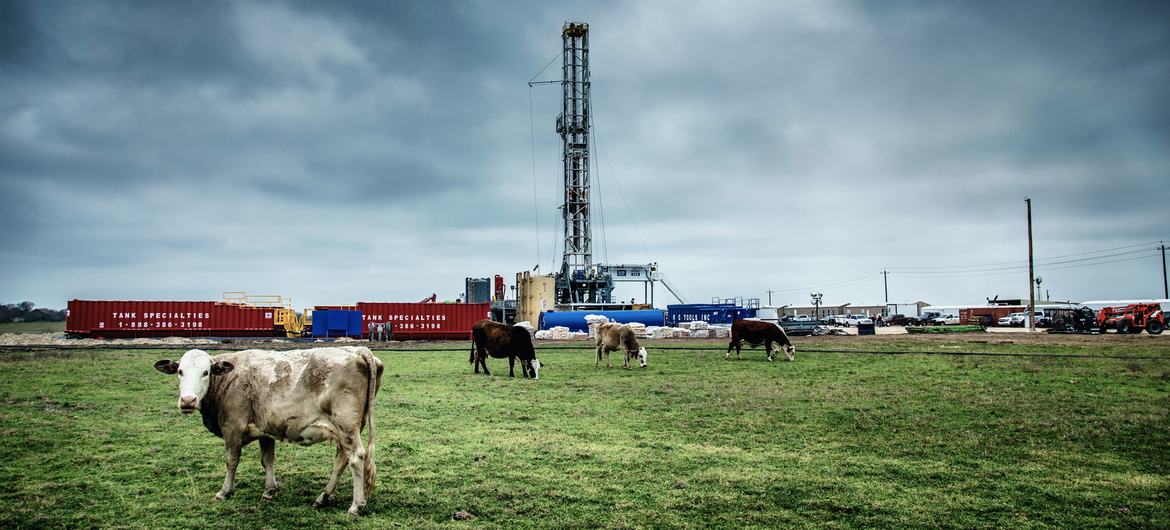 Cows graze near a drilling rig in Texas, USA.