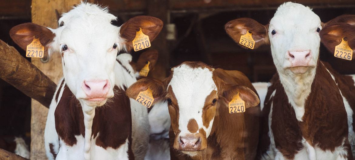 Shamonda virus primarily affects livestock such as cattle.