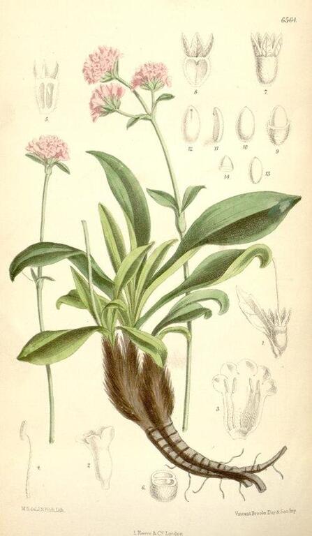 Picha ya mimea ya Nardostachys grandiflora, inayoonyesha mmea wenye maua ya waridi, majani ya kijani, na michoro ya kina ya mfumo wake wa mizizi na sehemu za maua.