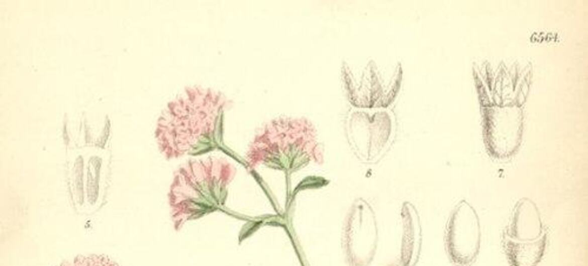 Ilustração botânica de Nardostachys grandiflora, mostrando a planta com flores cor-de-rosa, folhas verdes e diagramas detalhados de seu sistema de raízes e partes de flores.