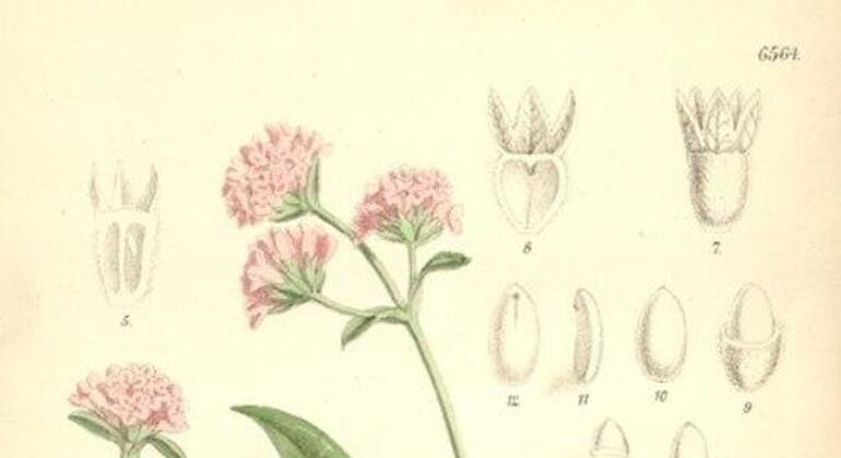 Ботаническая иллюстрация Nardostachys grandiflora, показывающая растение с розовыми цветами, зелеными листьями и подробными схемами его корневой системы и цветочных частей.